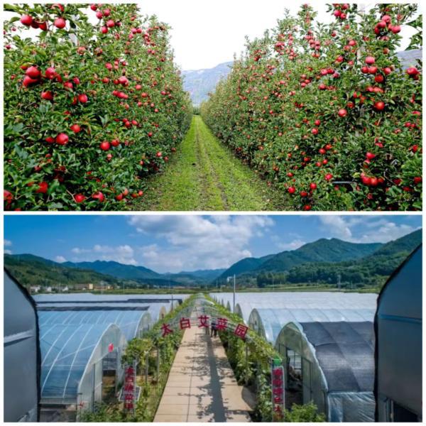 全省首位！寶雞粵港澳大灣區“菜籃子”直供基地為鄉村振興添活力，農產品初加工服務成關鍵引擎